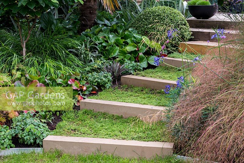 Des marches couvertes de camomille relient les terrasses dans un jardin à deux niveaux. La plantation à côté comprend Epimedium Lilafee gauche, Bergenia Rotblum, Hackonechloa macra et Buxus sempervirens, Right Stipa tenuissima et Agapanthus 'Midnight Star '.