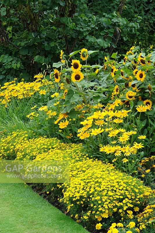 Régime d'annuelles jaunes avec Tagetes 'Lemon Gem', Rudbeckia 'Prairie Sun' et tournesols