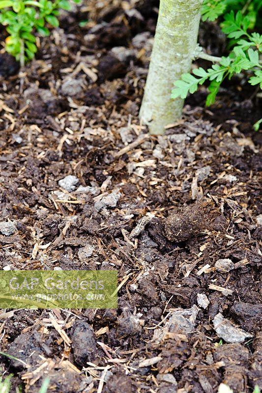 Compost de champignons utilisé comme paillis