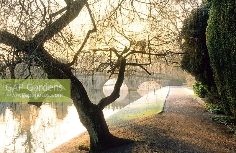Vue du pont sur la rivière Cam avec saule pleureur. Clare College, Cambridge