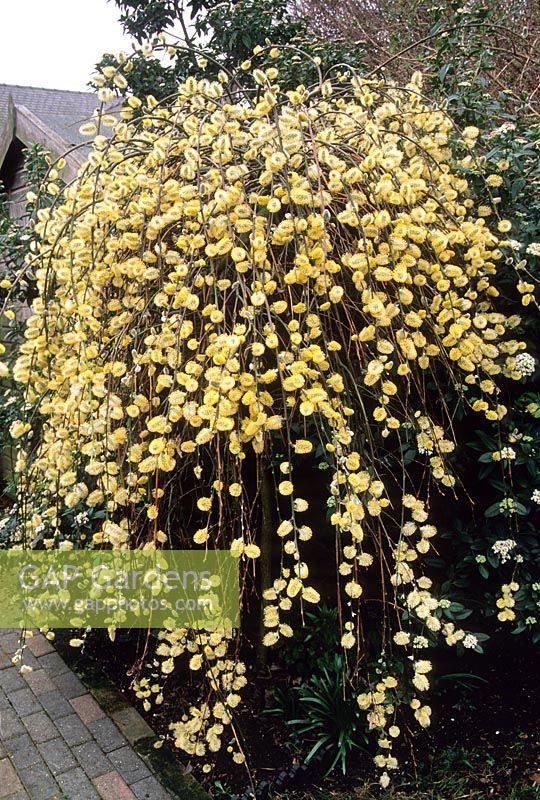 Salix caprea 'Pendula' Saule de Kilmarnock. Chatons au pollen. Mars