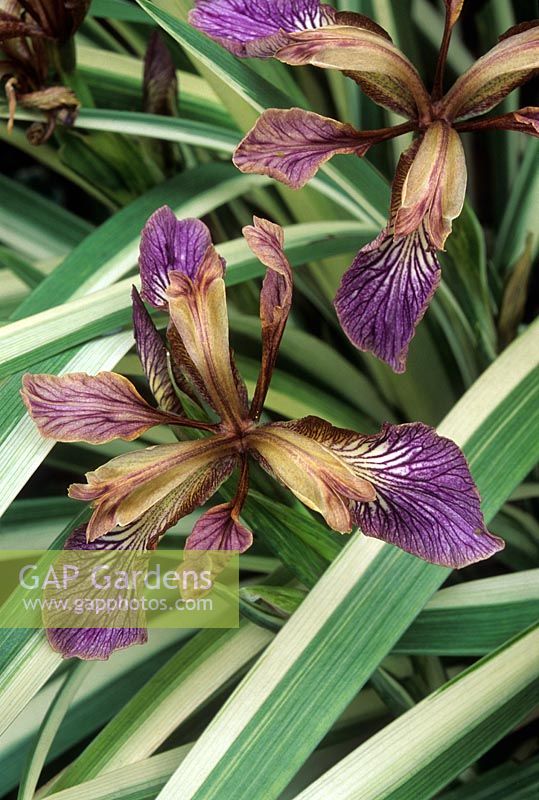 Iris foetidissima 'Variegata '. Fleurs et feuillage. Juillet