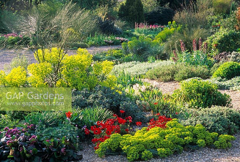 Jardin sec avec Anemone x fulgens, euphorbes, bergénie, spartium et yucca. Jardins de Beth Chatto, avril