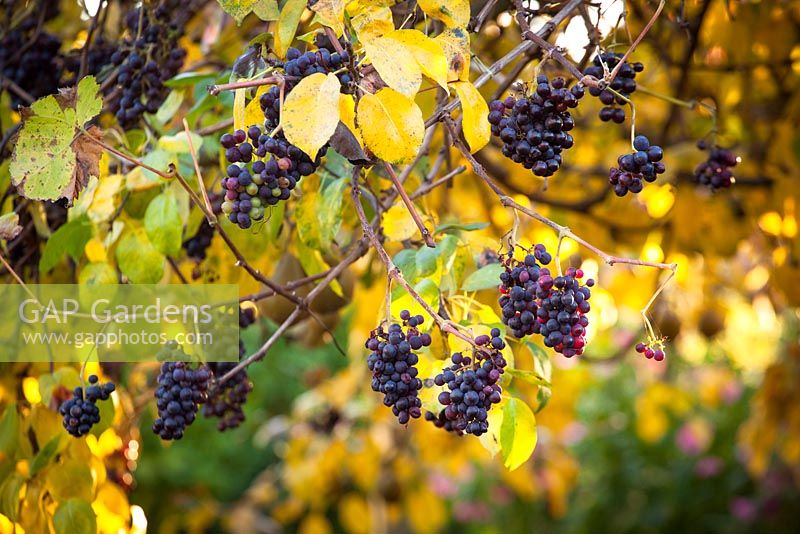 Vitis vinifera 'Incana' - Vigne Dusty Miller poussant sur un poirier en couleur d'automne.