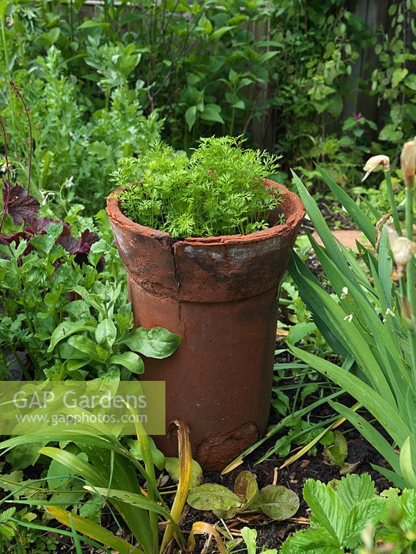 Les carottes poussent dans un grand pot de cheminée en parterre d'iris, de heuchera, de haricots, de fraise, de laitue. Le jardin d'Alys Fowler 18m x 6m, bio, productif et joli.