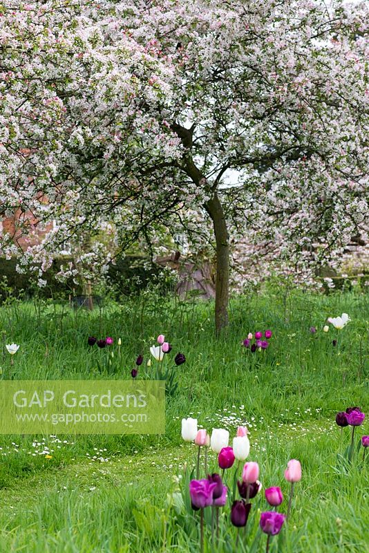 Malus floribunda, fleur sauvage du Japon, pomme sauvage au printemps