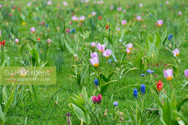 Jewel Meadow avec une succession de bulbes de l'hiver au printemps. Narcisses, tournesol, jacinthes de raisin et tulipes - Tulipa saxatalis, Bakeri Group 'Lilac Wonder '.
