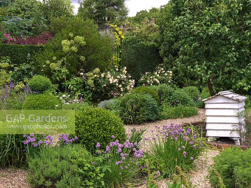 Herb Garden - jardin de gravier avec forme de boîte topiaire et parterres de sauge, ruse, ciboulette, angélique, santoline, lavande, valériane. Ruche. Rosa 'Buff Beauty' par la porte
