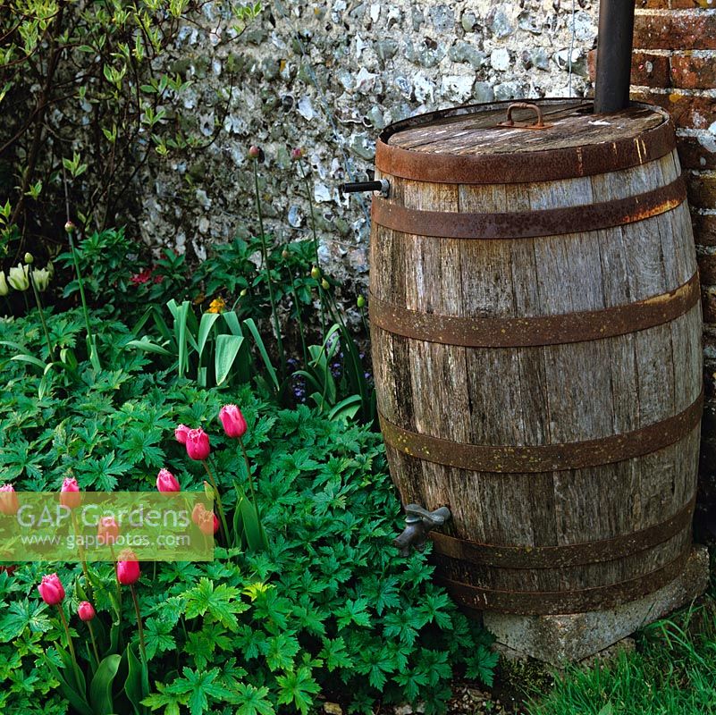 Vieux tonneau en bois utilisé comme talus d'eau sur le bord du parterre de fleurs de Tulipa 'Bellflowers' au-dessus de géranium rustique.