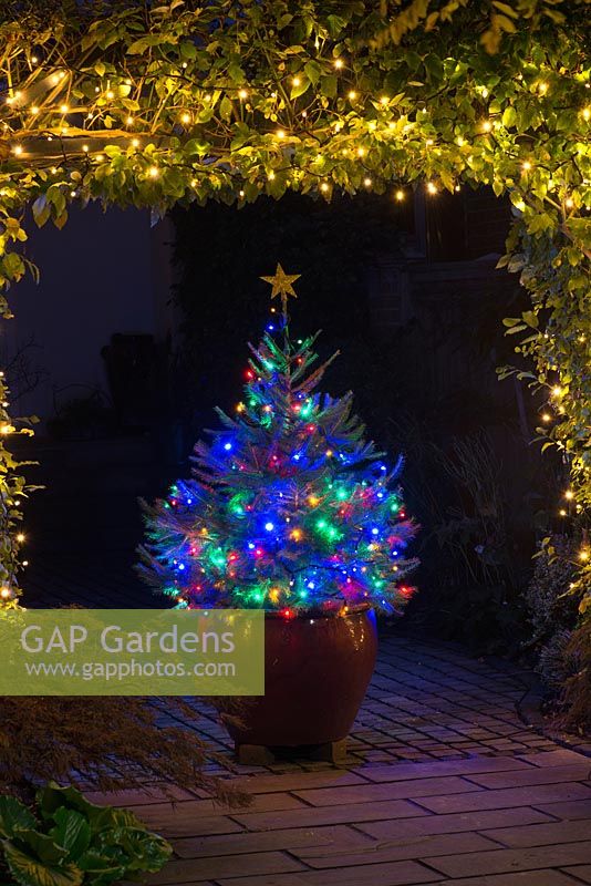 Dans une petite cour avant urbaine, une arche de charme est décorée de guirlandes à LED blanc chaud, encadrant la vue d'un grand pot en céramique planté d'un sapin de Noël en épicéa de Norvège, orné de guirlandes à LED multicolores.