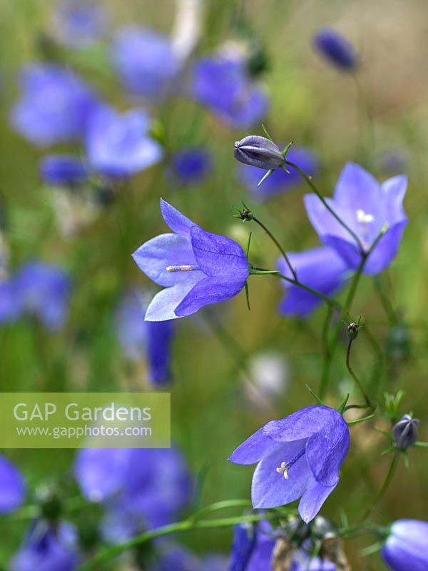 Campanula rotundifolia, une plante vivace portant un signe de tête, bleu, fleurs en forme de cloche en été