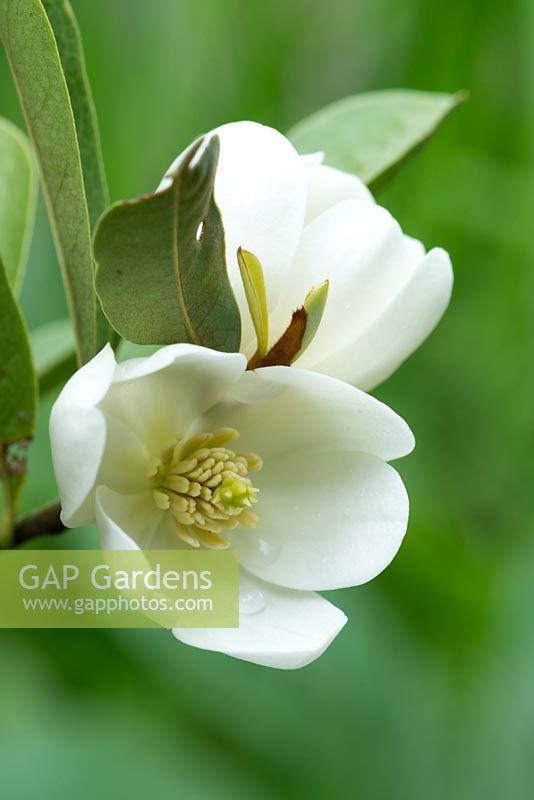 Magnolia laevifolia 'Mini Mouse' - anciennement Michelia yunnanensis