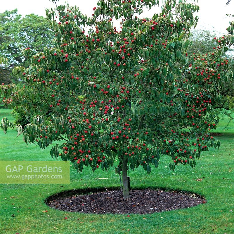 Cornus kousa var. chinensis, arbre à feuilles caduques à feuilles vert foncé à fruits charnus rouges