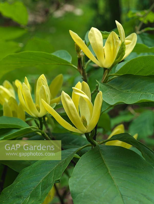 Magnolia Daphne, un petit arbre à feuilles caduques qui fleurit à la fin du printemps avec de riches fleurs jaunes tournées.