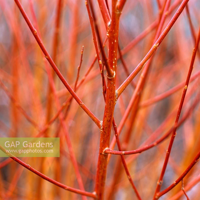 Salix alba var. vitellina Britzensis, pousses de feu, orange rougeâtre en hiver.