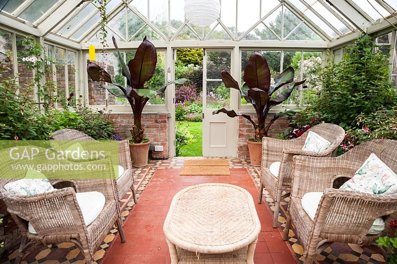 Conservatoire victorien avec des meubles en osier entouré de plantes luxuriantes, notamment des pélargoniums, des bégonias, des fuchsias et des bananes. Bosvigo, Truro, Cornwall, UK