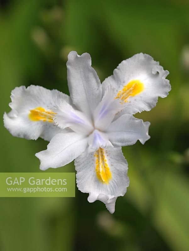 Iris confusa, un minuscule iris à crête blanche