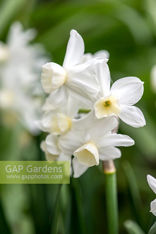 Narcisse 'Silver Chimes', une jonquille blanche crème fleurissant en avril.