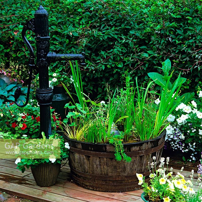 Le demi-tonneau en bois, alimenté par une ancienne pompe en fonte, est planté d'iris aquatiques et d'herbes, sur des terrasses en bois au milieu de pots de pétunia à fleurs blanches et de lobélies.