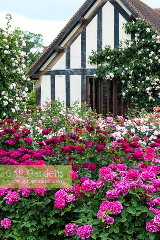 Un bâtiment à colombages est entouré de parterres de roses David Austin, parmi les nombreux élevés depuis 1961.