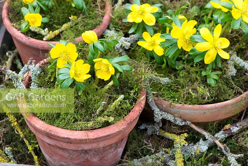 Eranthis hyemalis - Aconite d'hiver, dans des pots en terre cuite avec des brindilles décoratives recouvertes de mousse et de lichen