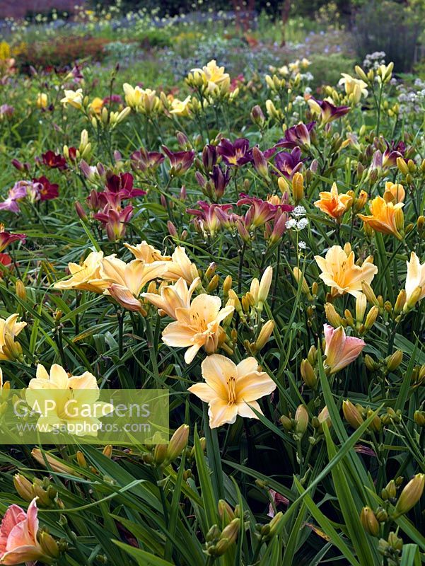 Parterres multicolores de Hemerocallis avec Astrantia vivace, chez le producteur spécialisé Mynd Nursery.