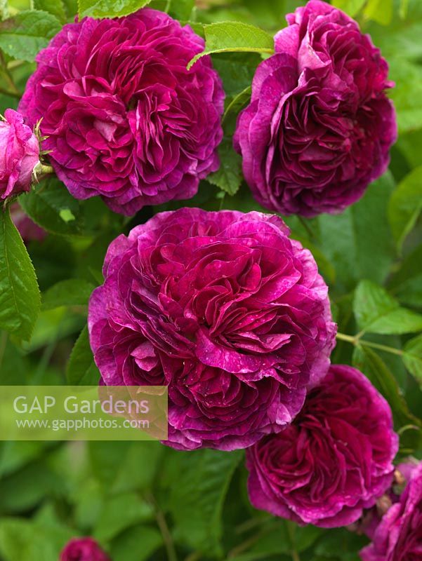 Rosa 'Charles de Mills' - une vieille rose arbustive parfumée Gallica