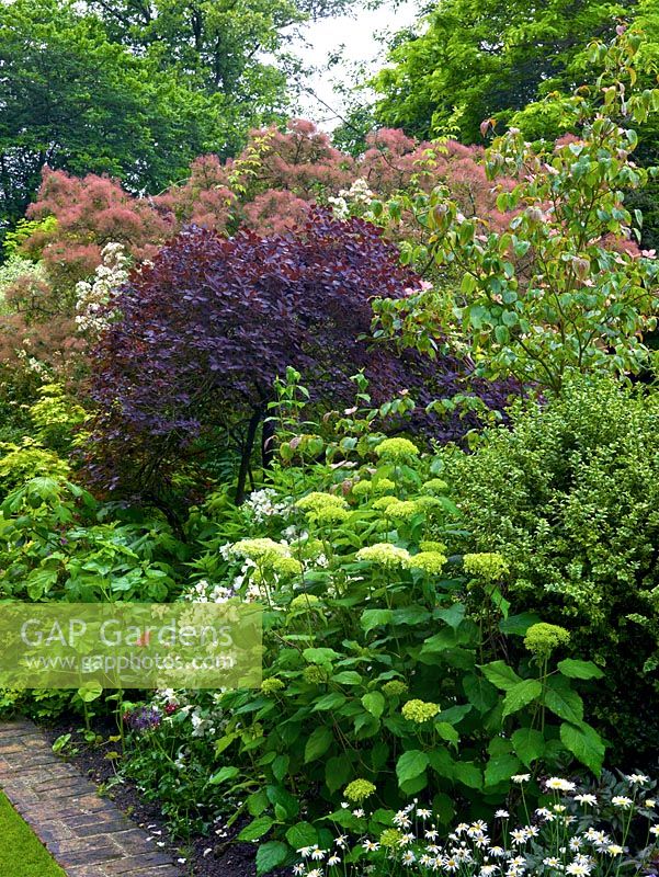 Arbustes avec hortensia, philadelphus, boîte, Cornus kousa et smokebush, Cotinus coggygria Royal Purple.