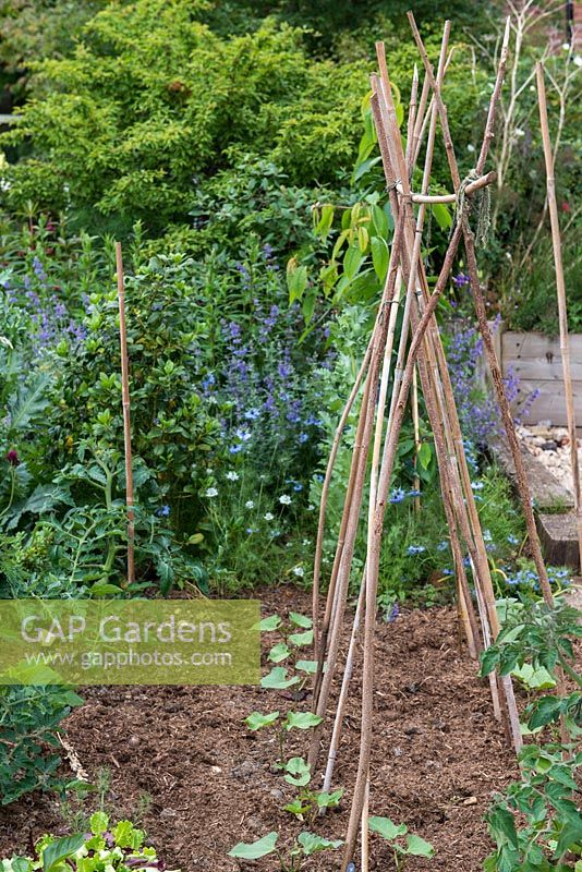 Dans le jardin de devant, des haricots et des plants de tomates nouvellement plantés.