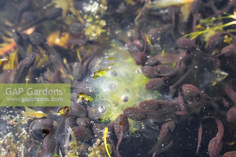 Groupe de jeunes têtards à côté d'une touffe de grenouille.