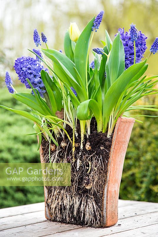 Pot à bulbes multicouches affichant le développement racinaire des bulbes. Muscari armeniacum, Hyacinthus orientalis 'Delft Blue' et Tulip 'Sunny Prince' en fleur