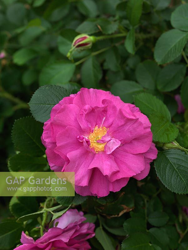 Rosa rugosa 'Roseraie de L ' Hay'