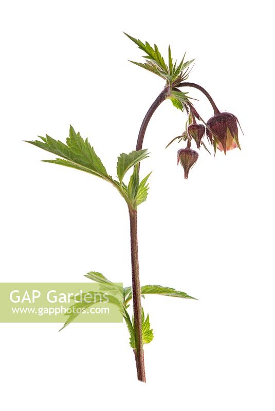Geum rivale - Water avens