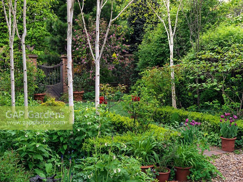 Petite forêt de bouleaux verruqueux - Betula utilis var. jacquemontii au-dessus de la consoude blanche. Un chemin bordé de pots de tulipes mène à une pelouse bordée de fleurs roses de pomme sauvage, par la porte de l'aire de travail.