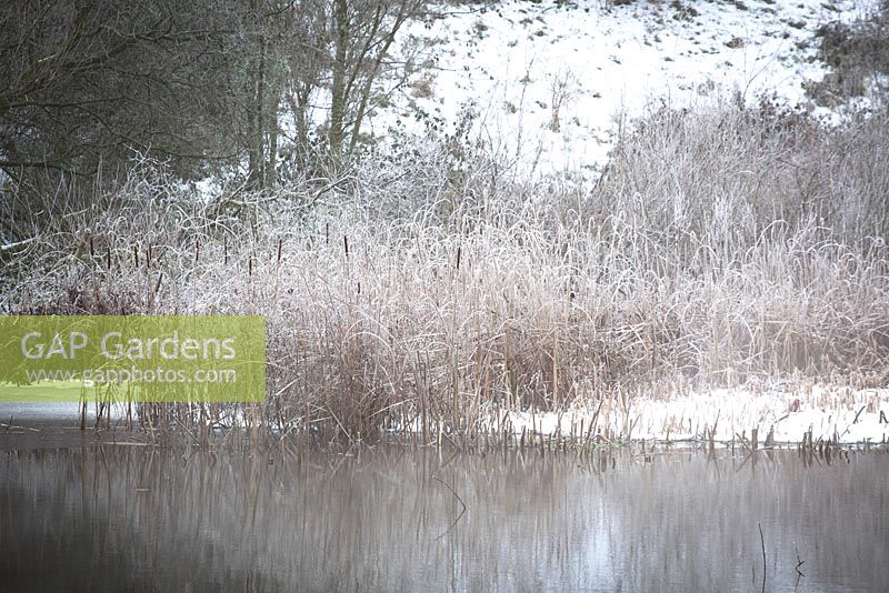 Bullrushes par un lac gelé dans le Gloucestershire un jour d'hiver glacial. Typha latifolia