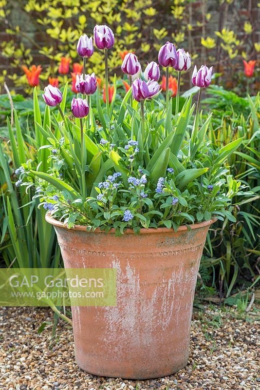Pot de printemps avec Tulipa 'Rem's Favorite' et Myosotis 'Blue Ball'