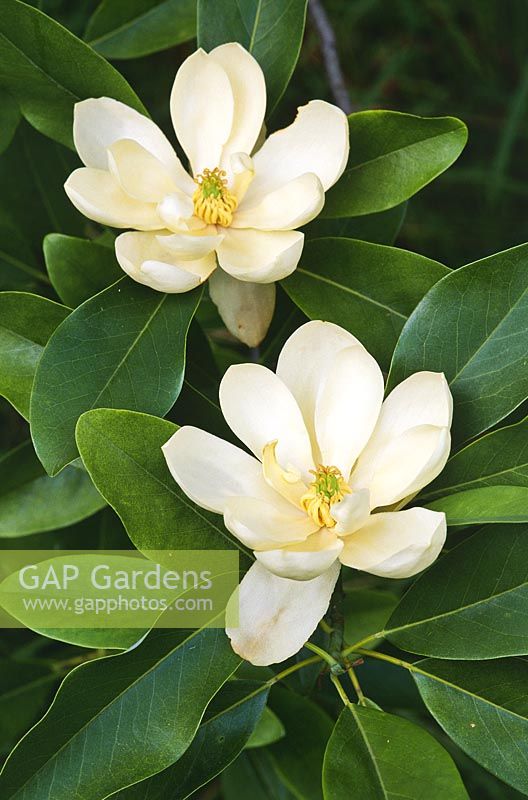 Magnolia virginiana - Sweetbay, floraison en juillet