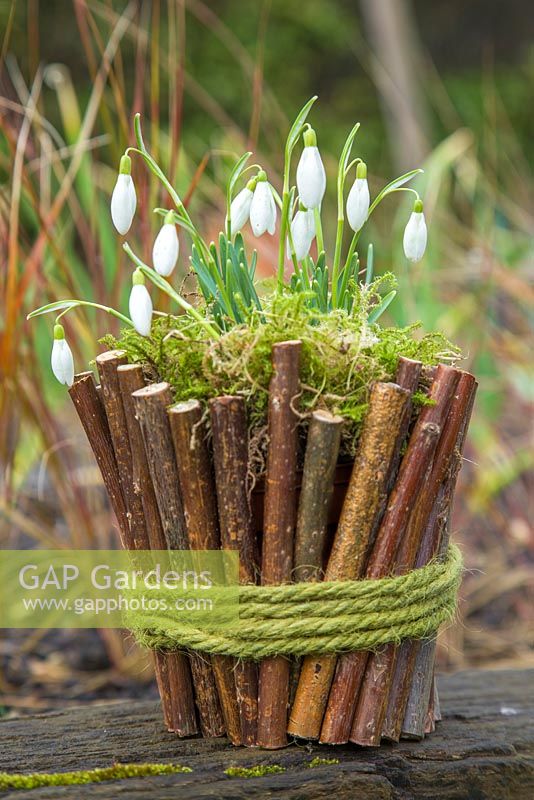 Galanthus planté dans un pot naturel en bâtons