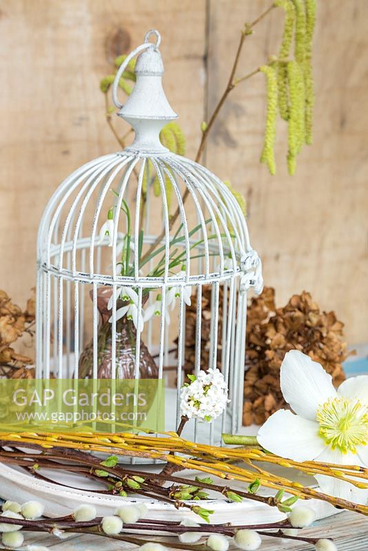 Affichage floral de Galanthus dans une cage à oiseaux, chatons, saules, viburnum, Helleborus niger, saule discolore et têtes d'hortensia séchées