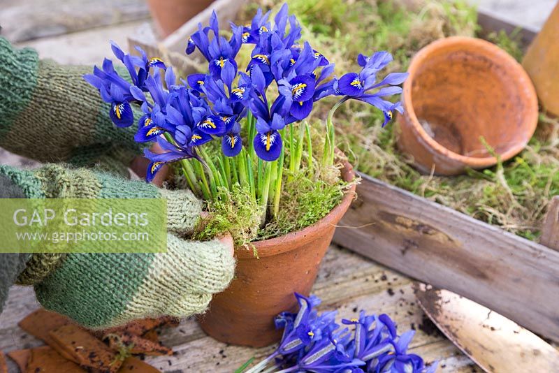 Planter des pots en terre cuite avec Iris reticulata