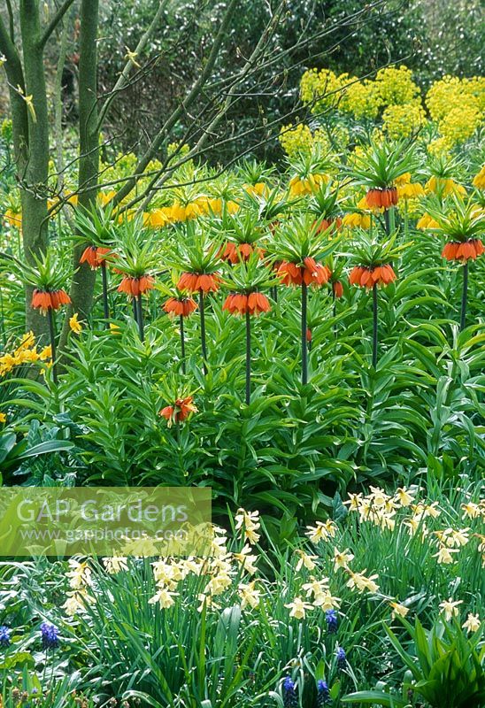 Parterre de printemps avec Fritillaria imperialis, Narcissus, muscari, Euphorbia characias subsp wulfenii à Beth Chatto garden, avril