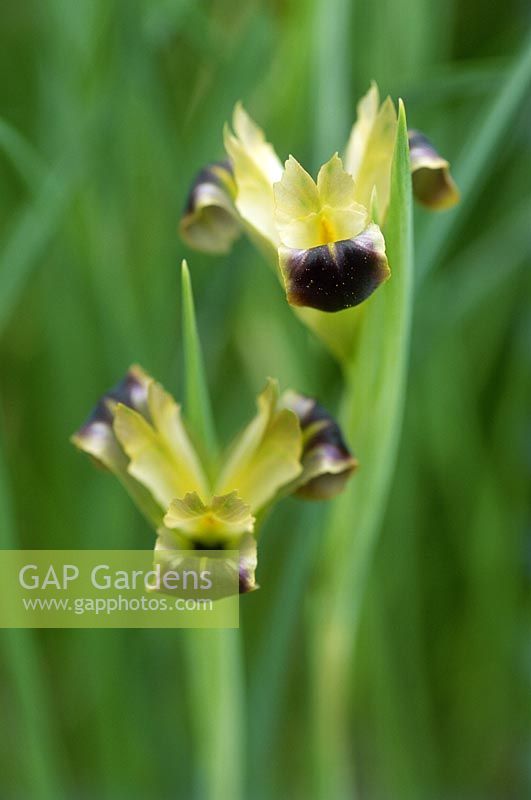 Hermodactylus tuberosus - iris veuve, syn. Iris tuberosa. Fleur noire et verte, mars