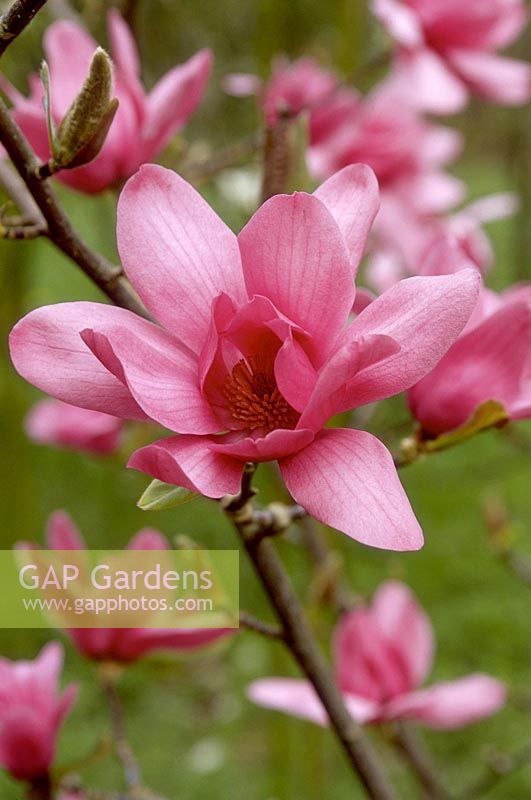Magnolia vulcan. Gros plan de fleurs roses