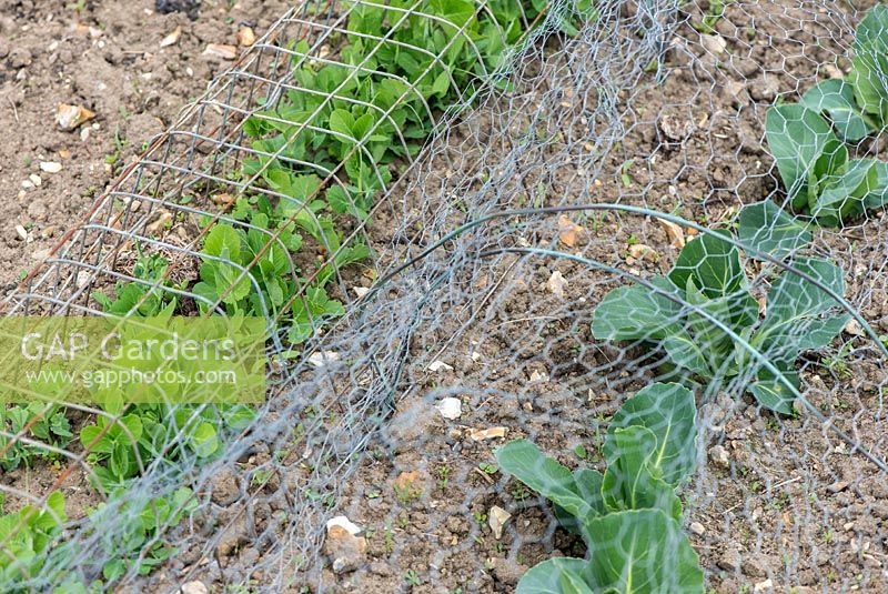 Pois - Pisum sativum, «Kelvedon Wonder» et Chou de printemps - Brassica, «Greyhound» sous filet pour protéger les animaux de compagnie, les lapins et les oiseaux sauvages.