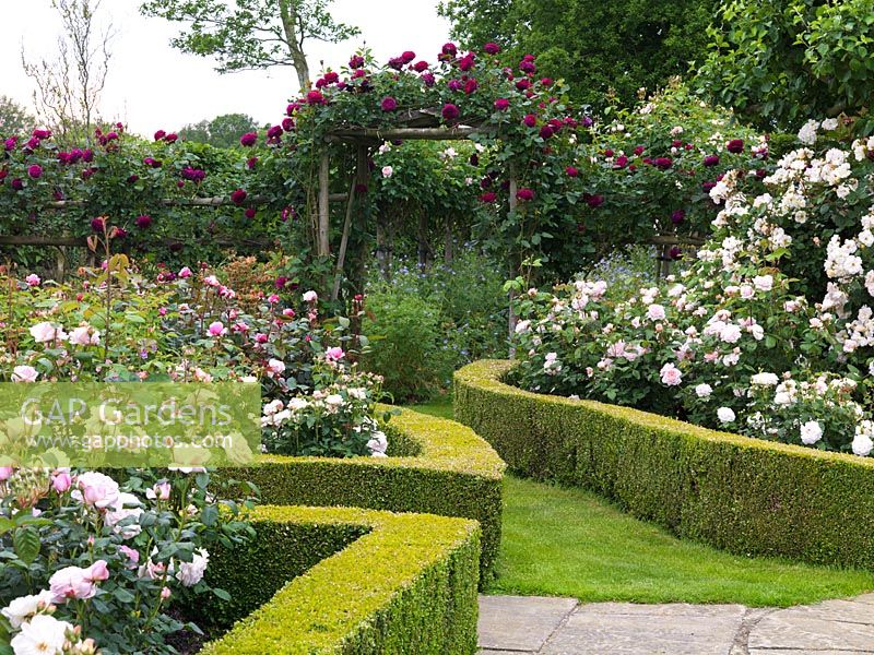Roseraie arbustive menant à Spring Garden sous voûte en Rosa Falstaff. RH: roses Eglantyne, Penelope. LH: Mlle Alice, Frère Cadfael, Comte de Chambord.