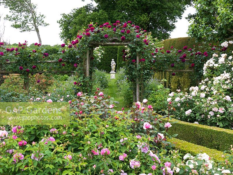 Roseraie arbustive menant à Spring Garden sous voûte en Rosa Falstaff. Vu au-dessus des roses Le compatriote, Marie-Madeleine, Mlle Alice, frère Cadfael, Jaques Cartier.
