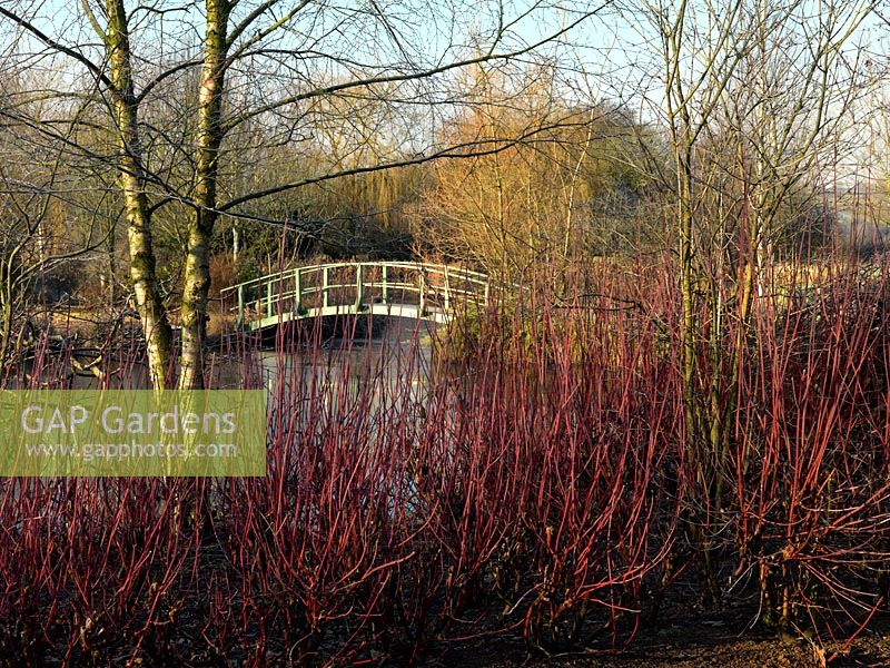 Une vue hivernale à travers des Cornus nus et colorés part du lac d'ornement et du pont inspiré de Monet à Wilkins Pleck.