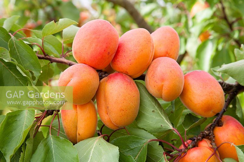 Prunus armeniaca 'Flavorcot' syn 'Bayoto' - Abricots