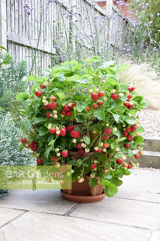 Pot à fraises à trois niveaux planté de fraises