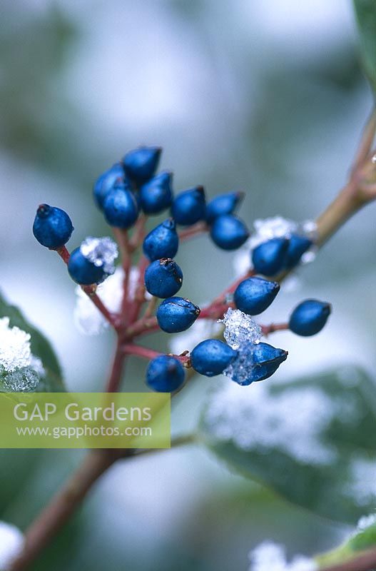 Viburnum tinus gwenllian, gros plan de baies bleues noires avec de la neige, décembre